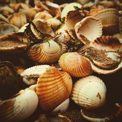 Close-up of seashells on mushrooms