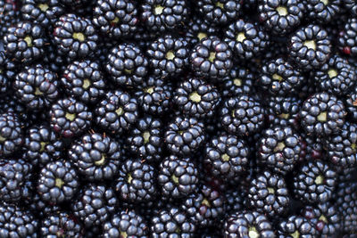 Background from fresh blackberries, close up. lot of ripe juicy wild fruit raw