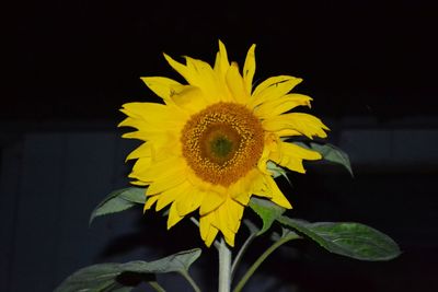 Close-up of yellow sunflower