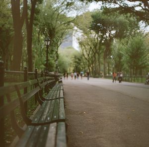 People walking in park along trees