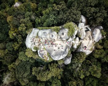 Directly above shot of rock formation in forest