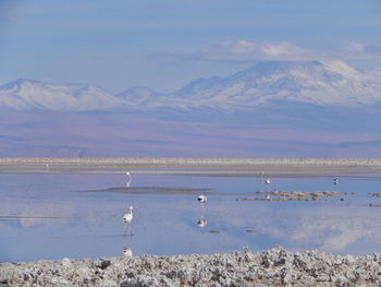 Birds flying over sea and mountains against sky