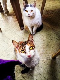 Portrait of cat sitting on hardwood floor at home