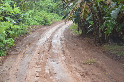 Road amidst trees