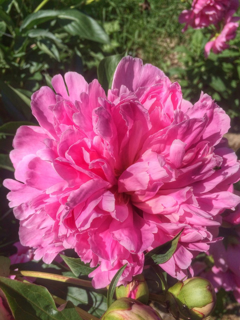 flower, petal, freshness, fragility, pink color, flower head, growth, beauty in nature, close-up, blooming, nature, plant, focus on foreground, pink, in bloom, high angle view, park - man made space, day, no people, outdoors