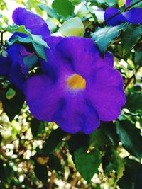 Close-up of purple iris flower