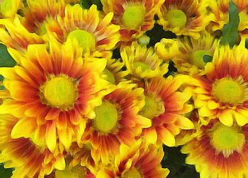 Close-up of yellow flower