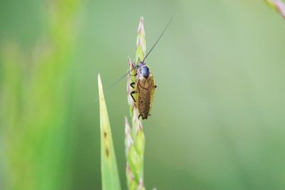 Close-up of insect on plant