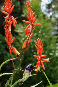 Close-up of insect on red flower