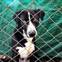 Dog seen through chainlink fence