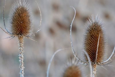 Close-up of dried thistle plant