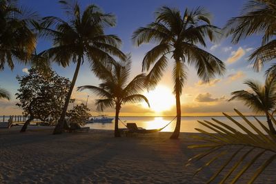 Hammock hanging on palm tree at beach during sunset