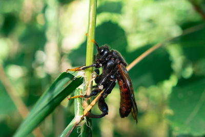 Close-up of insect on leaf