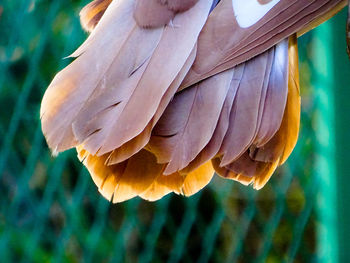 Close-up of a bird on hand
