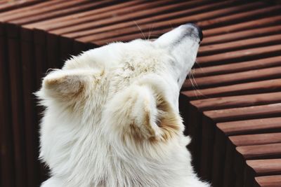 White swiss shepherd 