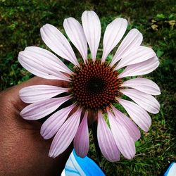 Close-up of pink daisy blooming outdoors