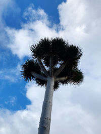 Low angle view of coconut palm tree against sky