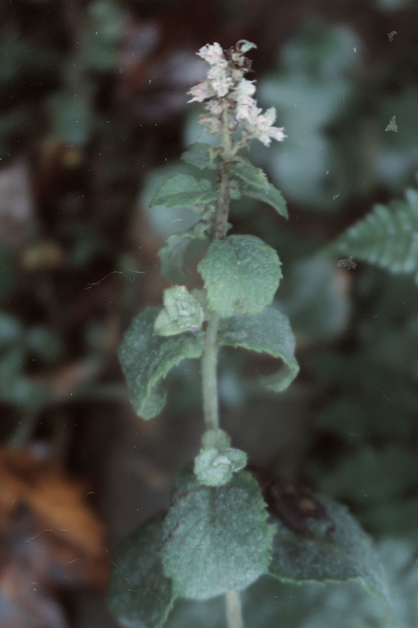 CLOSE-UP OF FROZEN PLANT DURING WINTER