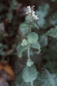 Close-up of snow on plant