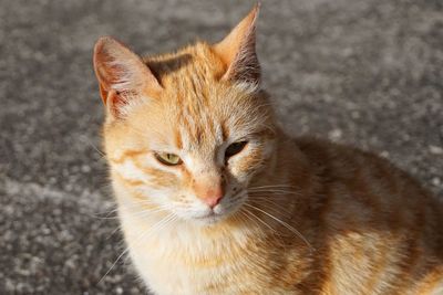 Portrait of ginger cat