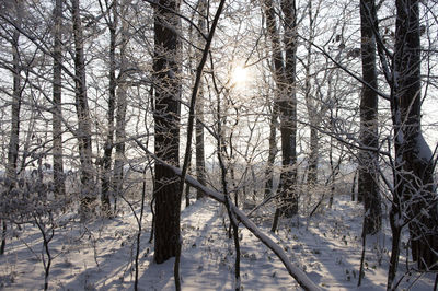 Sun shining through trees in forest