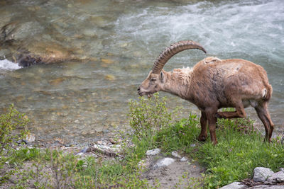 Ibex at the river