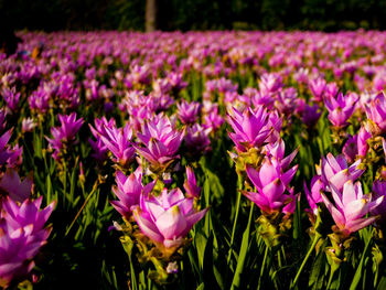 Close-up of pink crocus flowers on field