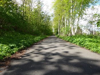 Road amidst trees in forest