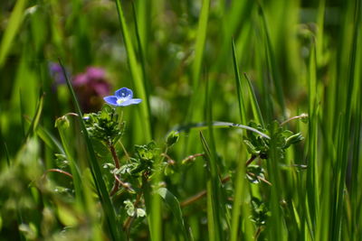 Close-up of purple flowering plant on field