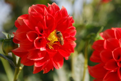 Close-up of bee pollinating flower