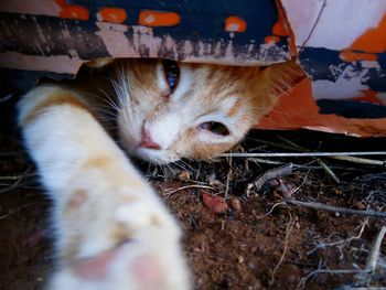 Close-up portrait of cat