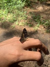 animal wildlife