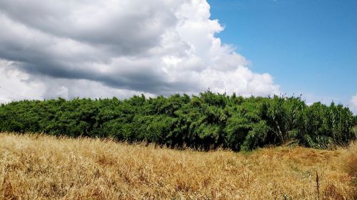 Plants growing on field against sky