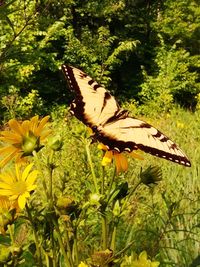 Butterfly on yellow flower