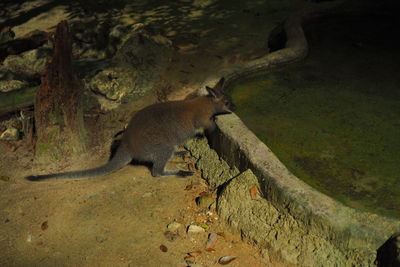 Side view of squirrel on tree trunk