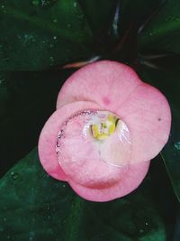 Close-up of pink lotus water lily