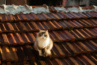 Portrait of cat sitting on roof