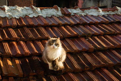 Cat sitting on roof