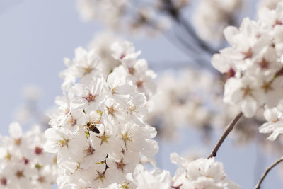 Close-up of white cherry blossom tree
