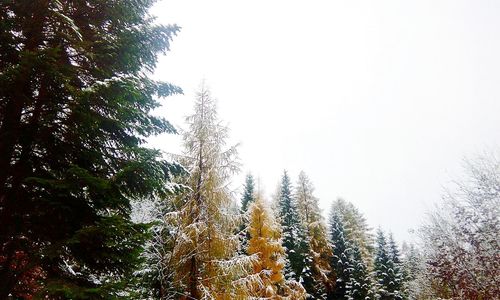 Close-up low angle view of trees against sky