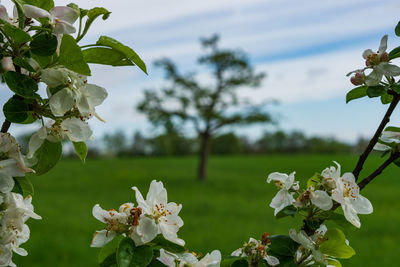 Close-up of white flowering plant against tree