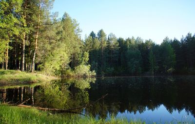 Reflection of trees in lake