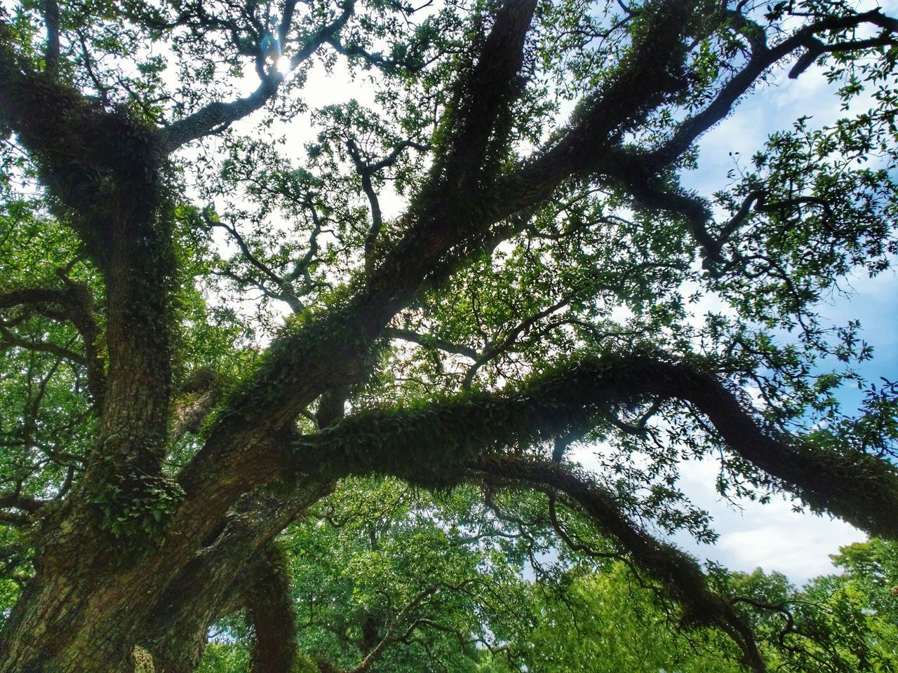 LOW ANGLE VIEW OF TREES IN FOREST