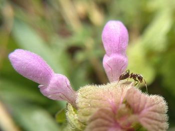 Close-up of insect on pink flowering plant