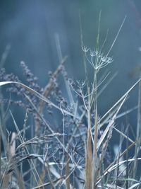 Close-up of frozen plant