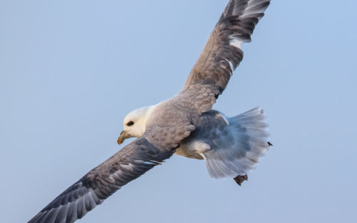 Low angle view of seagull flying against clear sky