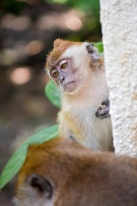 Close-up of monkey