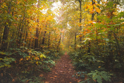 Trees growing in forest