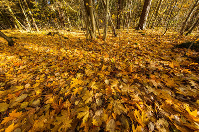 Full frame shot of yellow water