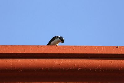 Low angle view of bird perching against clear blue sky